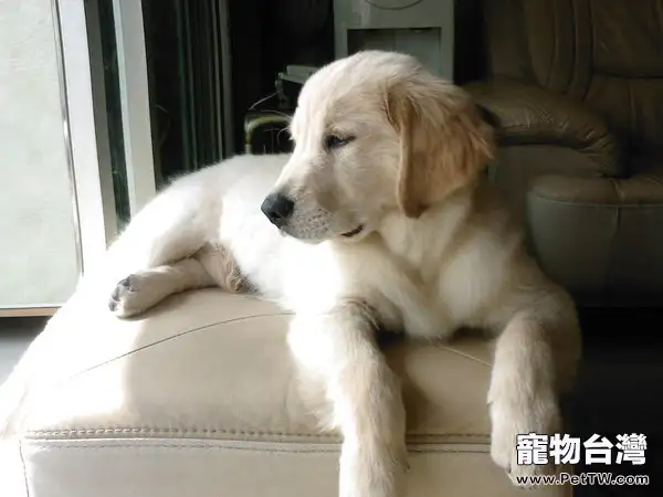 狗狗智商也需要主人開發(1圖)-寵物台灣