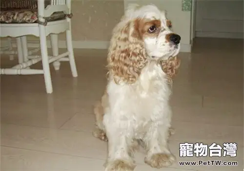 犬甲狀腺機能亢進的治療