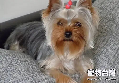 犬心絲蟲病的症狀