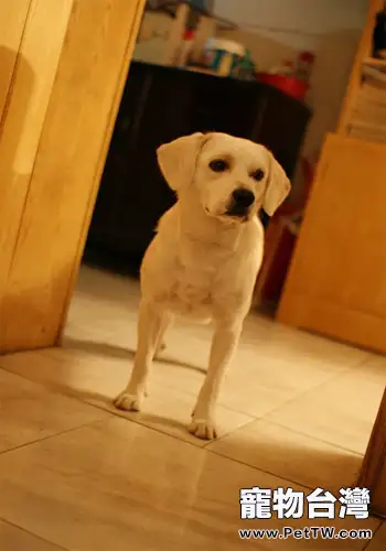 關於犬隻絕育以及手術注意事項(1圖)-寵物台灣