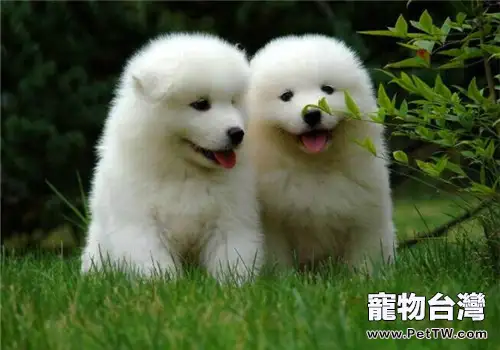 狗狗要謹防細小和犬瘟(1圖)-寵物台灣