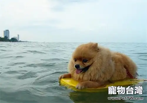 夏天帶狗狗游泳需要注意哪些問題