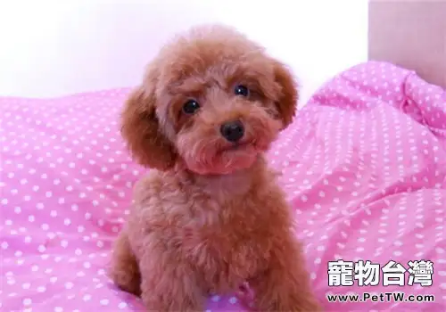 狗狗營養性貧血的治療