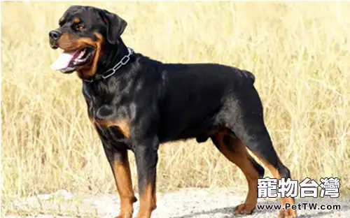 如何科學的給大型犬補鈣(1圖)-寵物台灣