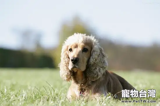 可卡犬什麼時候開始換毛