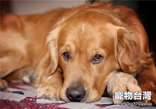 金毛舔手舔腳有原因