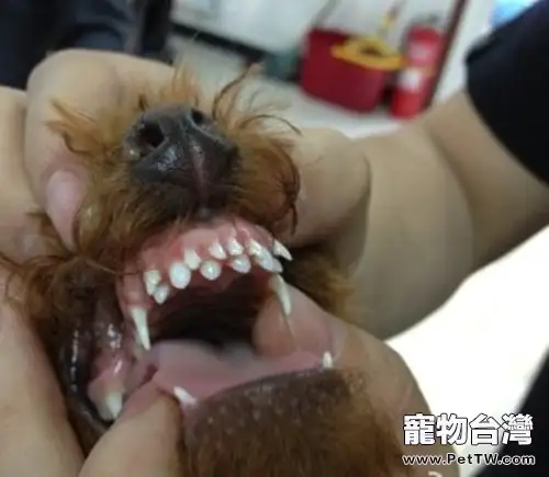 狗狗換牙期謹防雙排牙