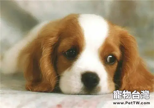 如何照顧干眼病的狗狗（1圖）-寵物台灣