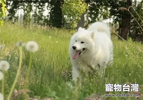 狂犬病重在預防