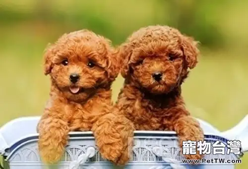狗狗真的能聽懂人話嗎