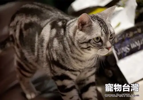 警惕幼犬貓低血糖(1圖)-寵物台灣