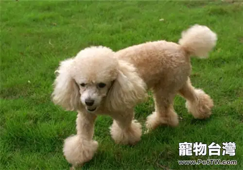 成年貴賓易患的疾病