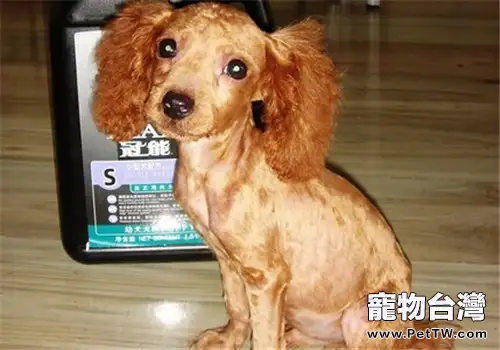哪些狗適合剃毛