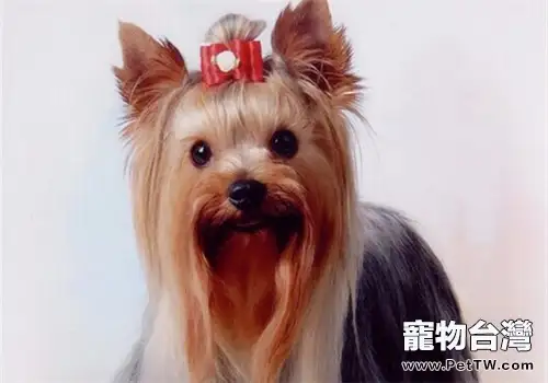 幫狗狗開毛結有妙招(1圖)-寵物台灣