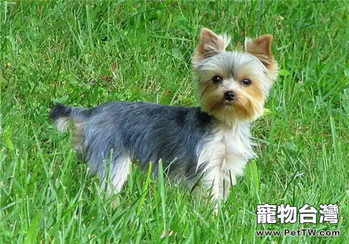 過量補鈣對狗狗的危害（1圖）-寵物台灣