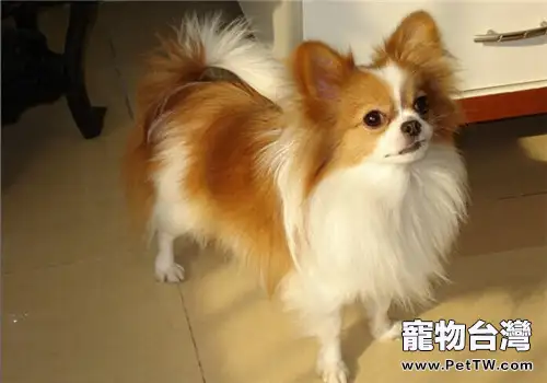 如何幫狗狗擠肛門腺
