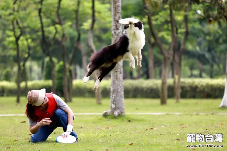 狗狗不肯運動的幾種原因分析(1圖)-寵物台灣