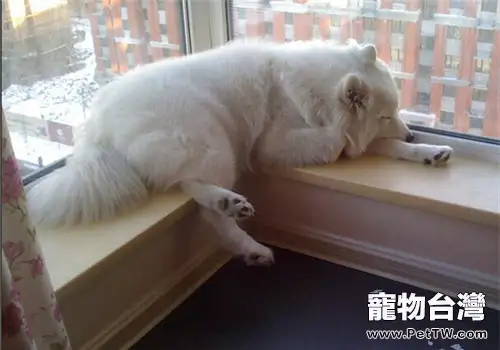狗狗睡覺發出聲音是怎麼回事