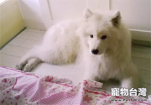 狗狗對聲音敏感怎麼辦