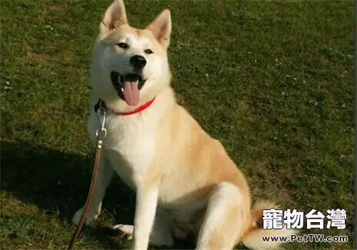 秋田犬怎麼養(1圖)-寵物台灣