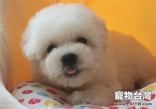 如何區分比熊 犬（卷毛比雄犬）的耳垢和耳螨