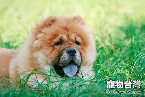 散步對於老年犬的好處