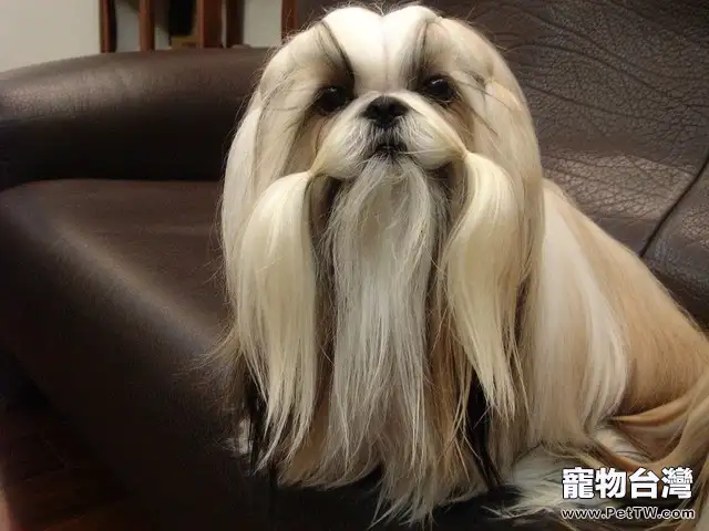 老齡狗狗散步的幾個注意事項