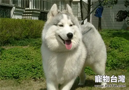 遛狗時的注意事項