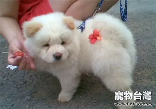 狗狗鼻子掉毛怎麼回事