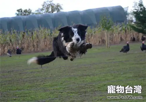 狗狗注意力不集中怎麼辦