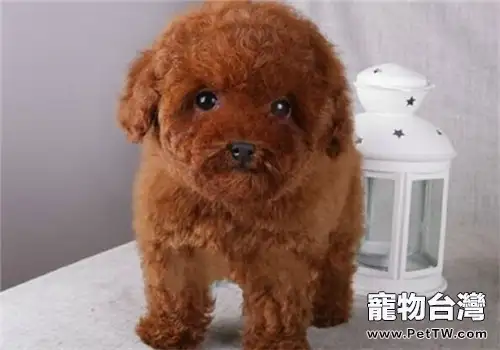 對泰迪狗狗有益的11種食物