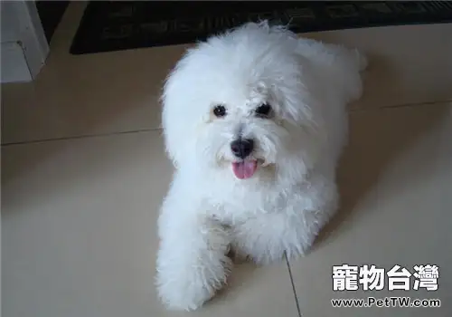 在家如何給比熊 犬(卷毛比雄犬)體檢(1圖)-寵物台灣