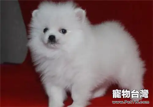 狗狗為什麼喜歡吃紙(1圖)-寵物台灣