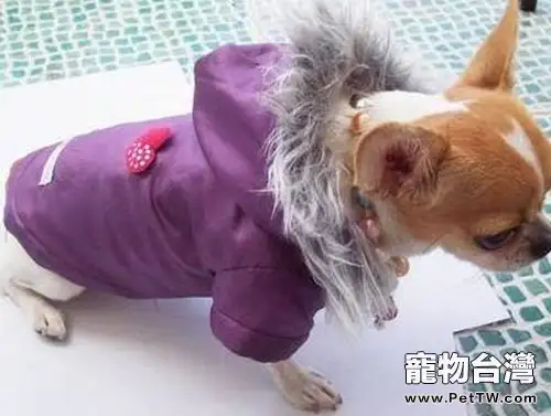 冬季帶狗狗出行的注意事項