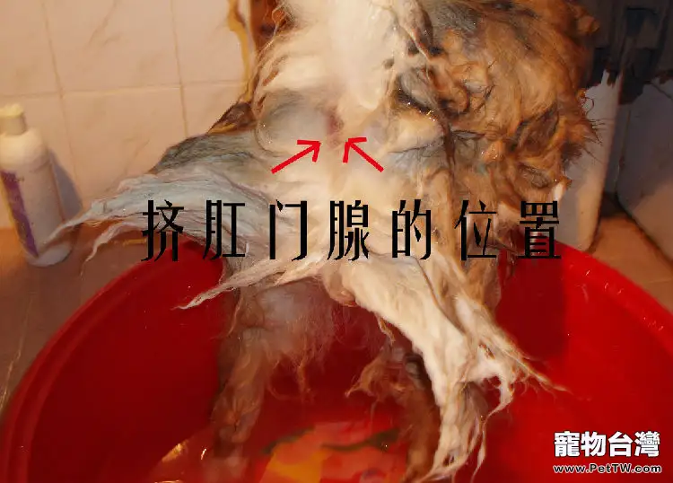 狗狗肛門腺的檢查的重要性(1圖)-寵物台灣