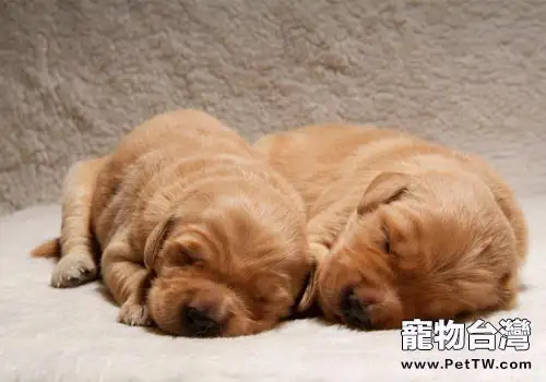 狗狗會不會說謊