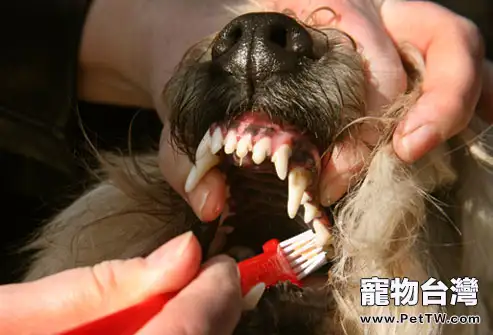 看牙齒判斷狗狗年齡的依據