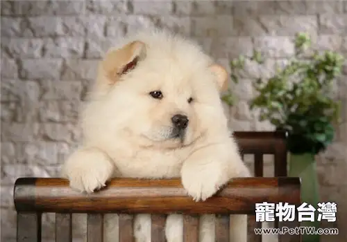 松獅成犬餵養中的7點小常識(1圖)-寵物台灣