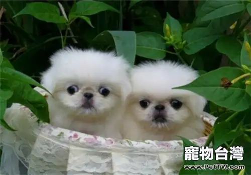 如何解決狗狗被蚊蟲叮咬問題（1圖）-寵物台灣