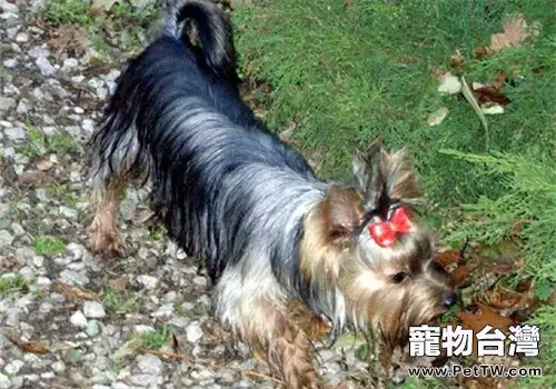 狗狗自由戀愛後果很嚴重(1圖)-寵物台灣