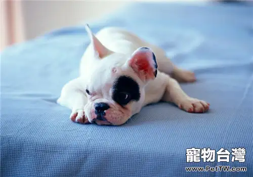 買狗窩墊需要注意哪些問題？（共2張圖片）-寵物台灣