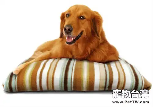 買狗窩墊需要注意哪些問題？