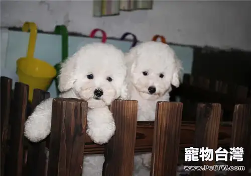 寵物狗狗糞便臭的病理原因（1圖）-寵物台灣