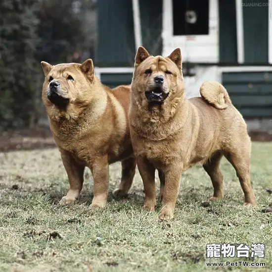 讓狗狗安靜下來的七個妙招(1圖)-寵物台灣