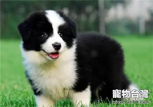 犬腎上腺皮質機能亢進(1圖)-寵物台灣