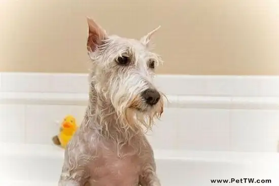 狗狗洗澡的目的和合適的時間