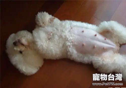 狗狗懷孕的診斷方法(1圖)-寵物台灣
