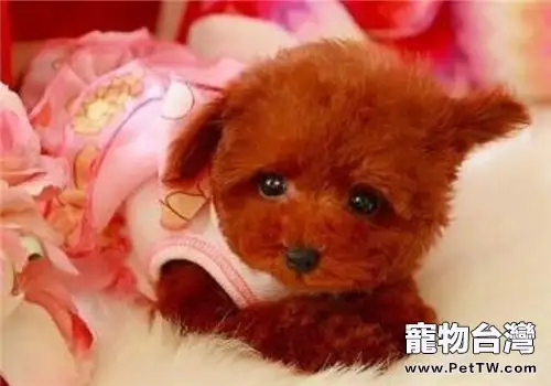 狗狗懷孕時間表對照(1圖)-寵物台灣
