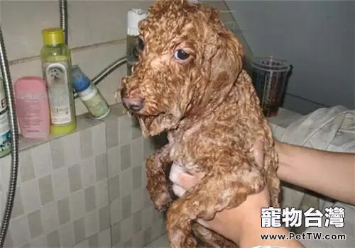 如何正確的給貴賓犬洗澡