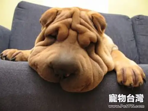 沙皮狗的眼部護理要點（1圖）-寵物台灣